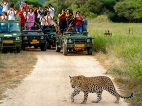 Jungle safari booking in jhalana