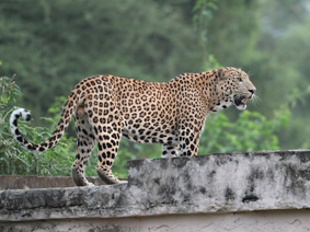 Jhalana Safari